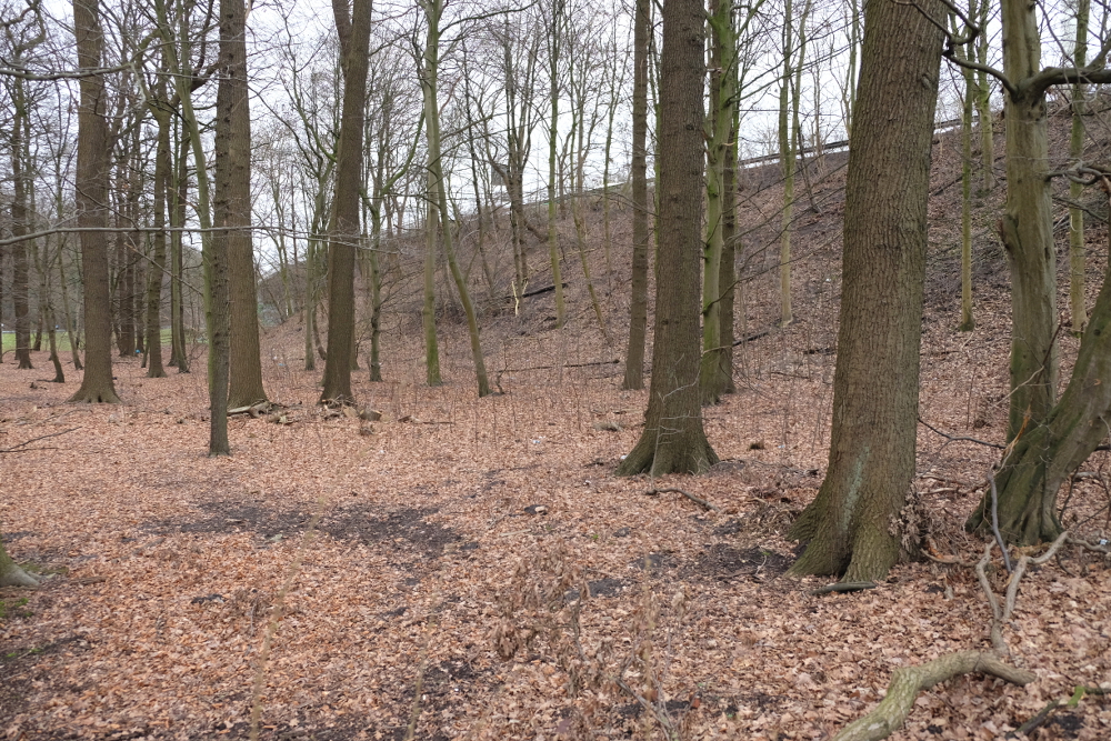 Der lichte Hochwald zwischen Kanal und Bahn soll dem neuen Abfahrtsohr von der Landesstraße weichen (29.1.2016; Foto: Klare)