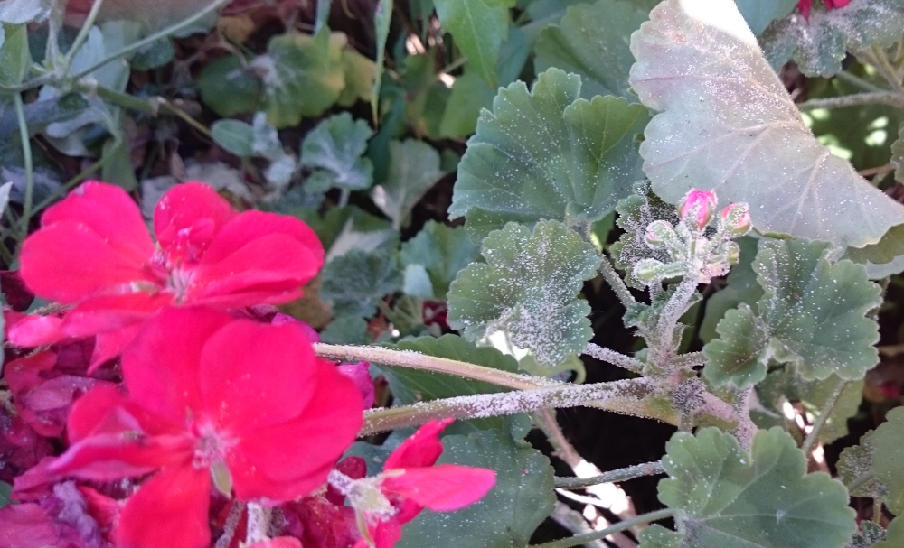 Die Baustelle von Gosda Bau GmbH Am Klosterwald: Nachbars Blumen kriegen ihren Teil ab (28.9.2016; Foto: Klare)