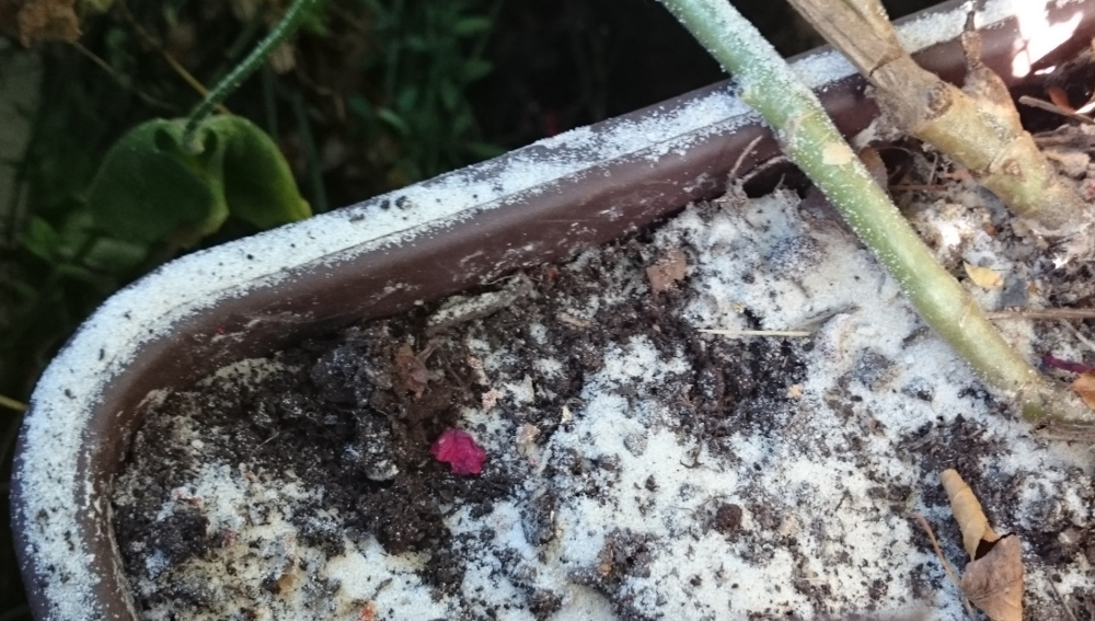 Die Baustelle von Gosda Bau GmbH Am Klosterwald: Gosda sorgt für Bausand in Nachbars Blumentopf (28.9.2016; Foto: Klare)