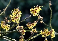 Im Januar die ersten Blüten: Die Zaubernuss (20.1.2017; Foto: Klare)