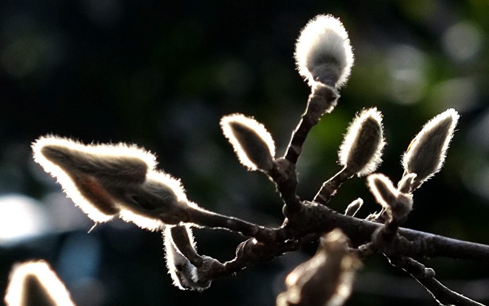 Dicke Blütenknospen an der Sternmagnolie (20.1.2017; Foto: Klare)