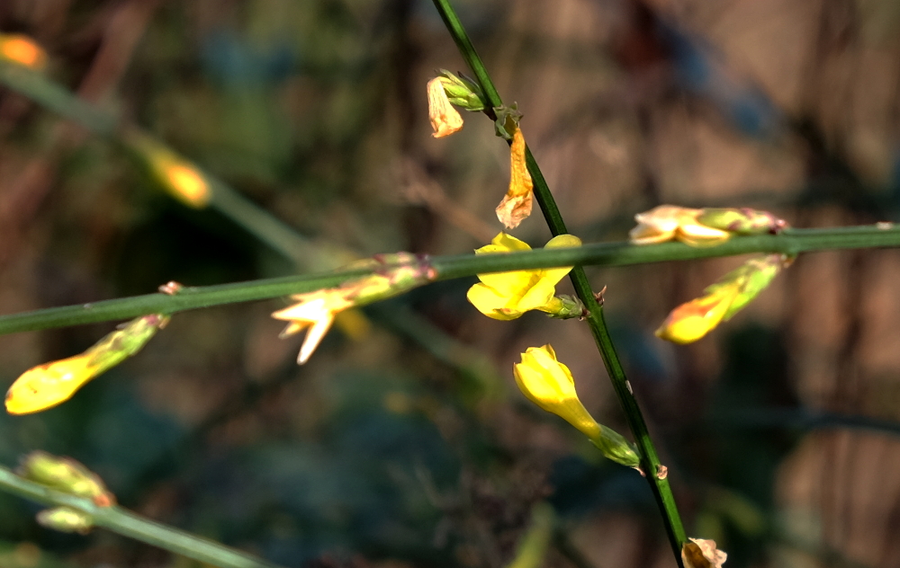 Echter Jasmin (20.1.2017; Foto: Klare)