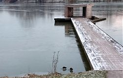 Ratten erkunden das Eis auf dem Aasee