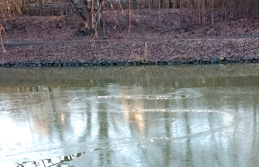 Ente als Eisbrecher auf dem Kanal bei Hiltrup