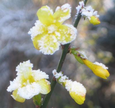 Blte im Frost: Winterjasmin