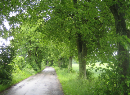 Einsame Allee bei Frombork / Frauenburg in Masuren